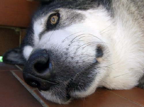 Malamute Nose Photo